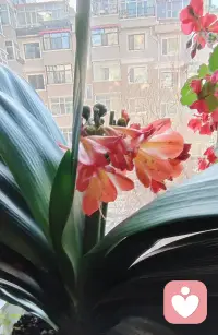 你不一定非要活成玫瑰，
你愿意的話做茉莉做雛菊，
做向日葵，做無名小花，
做千千萬萬。