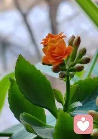 你不一定非要活成玫瑰，
你愿意的話做茉莉做雛菊，
做向日葵，做無名小花，
做千千萬萬。