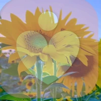 走向阳光