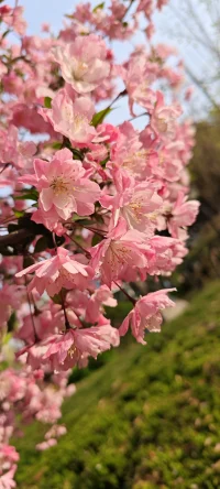 學會與你不喜歡的人、事、物、
一起愉悅地生活
是人生中重大的一課

接納、允許、看見
允許花成花，樹成樹
看到那一份淡定和美好配圖