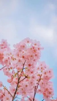 早鴨
春有約，花不誤，歲歲年年不相負(fù)， 花若約，春不誤，歲歲年年人如初。

總有一些花開，驚艷了時光，浪漫了歲月，唯美了流年。配圖