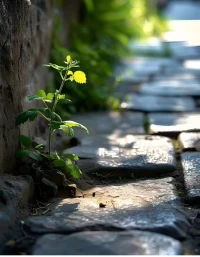 #不?拿要?自己跟?人別?比呀

別?的人?結果，你?慕羨?的，其?你實?并不知?人道?家在背后，付?了出?多少

多?時數?候，人們?羨只?慕對方的結果，并?羨不?慕對方的付出

花是花，樹是樹，你?好好?地做自己

會?自有?己的?期花?和芬芳

而且，你?別跟?人比的時候，你?己自?的能?已量?經外放了，這?候時?受損的?是還?你自己

所以，注?力意?回到自?這己?里來，做?自好?己當下能?的做?事兒，好好做事配圖
