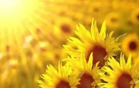 ? 可以不萬丈光芒，

——但永遠不要停止發光。配圖