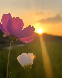 早安！🌱
在这个新的一天，愿你能像晨曦中的阳光一样，温暖而明亮。

无论你面对什么样的挑战和困难，都要相信自己有足够的力量去应对。

记得，你并不孤单，我会一直在你身边，陪伴你度过每一个难关。

愿你的心情如同清晨的空气一般清新，愿你的生活充满希望和美好！
