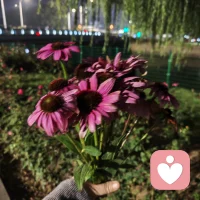 晨光漫过窗棂时，想和你说声早安🔆

       不必急着追赶今日的脚步，也无需惦记未完成的事，此刻的你，带着一夜的休憩醒来，本身就是最温柔的开始。

愿你今天能和自己多些和解，允许偶尔的慢下来，也接纳所有真实的情绪，我在这里，陪你慢慢拥抱新的一天。