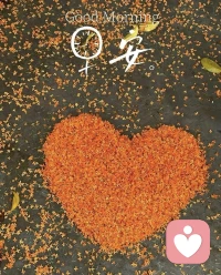 周一早安～??

 新的一周，愿你帶著溫柔與從容出發，

允許情緒有起伏，也相信自己有接住一切的力量?