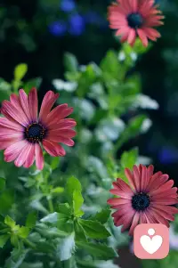 ❤️所有的寒冷，都是为了等待花开的惊喜。这一年辛苦了，给自己一个拥抱，谢谢自己，在最冷的日子里，依然热气腾腾地活着！配图