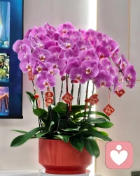 别总羡慕别人的生活，

你看到的只是她想让你看到的。

每个人都有自己的狼狈，

把比较的精力用来经营自己，

当你足够优秀，所有光芒都将不请自来。配图