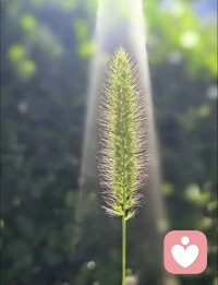 早安🌿

不必和别人的节奏攀比。

看见自己的情绪，善待内心那个脆弱的自己。

生活最好的状态，是向内安顿，向外从容。

愿今天，多一份对自己的宽容。