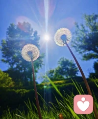 咨询手记🌿
 
做自己的太阳，无需借谁的光。
 
在咨询里见过太多人，总习惯向外索取认可，渴望被看见、被偏爱，把情绪的寄托，全部交到别人手上。
期待他人来照亮自己的世界，可一旦对方给不到，内心就陷入失落与内耗。
 
慢慢才懂得，真正的底气，从来不是来自别人的善待。
不必等着谁来救赎你的情绪，也不要把快乐寄托在他人身上。
 
允许自己有脆弱的时刻，但学着向内扎根，练习自我接纳、自我滋养。
自己把内心的缺口慢慢补全，成为属于自己的光源。
 
当你内心自带光芒，就不会再惧怕世间的寒凉。不依附、不渴求，稳稳活成自己的依靠，温柔且有力量。
