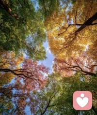 仰头望向这片秋日树林，一半青绿一半绚烂。
 
心理学上说，生命本就不必只有一种状态。就像这些树，有的还在葱郁，有的已经染成暖红金黄。
不必逼自己永远蓬勃，允许当下的你，处在任何一种状态里。季节流转，每一种模样，都值得被温柔接纳。配图