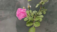 是先有美景嗎？還是先有欣賞美的能力？百人百樣品味，不同的角度出不一樣的感受。和而不同才是關系長久之計配圖