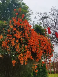 爆竹花開熱鬧，如意吉祥元宵配圖