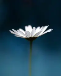 如果你想快樂
去設定一個目標
能夠主導你的思想
釋放你的精力
且讓你懷有希望的目標配圖
