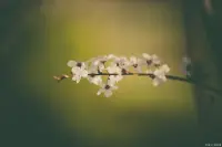 意向對話，歡迎體驗配圖