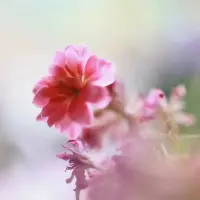 全能的創(chuàng)造理想客體與情境，以及同樣全能的毀滅壞客體與痛苦的情境。這些過程的基礎，就是客體與自我的分裂。
                                一一梅蘭妮.克萊因配圖
