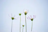 “与其做好人，我宁愿做一个完整的人。”——卡尔·荣格
 
亲爱的朋友，在新的一天里，愿您勇敢展现真实而完整的自己，无惧他人眼光，收获属于自己的精彩。祝您一天顺利！配图