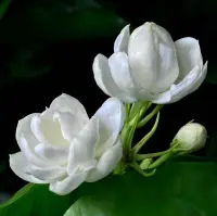 “一個人畢其一生的努力，就是在整合他自童年時代起就已形成的性格?！薄獦s格
 
親愛的朋友，新的一周開始了。愿您充滿活力，積極面對，收獲滿滿，幸福安康。祝您快樂，萬事勝意！配圖