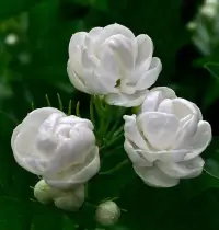 “一個人畢其一生的努力，就是在整合他自童年時代起就已形成的性格。”——榮格
 
親愛的朋友，新的一周開始了。愿您充滿活力，積極面對，收獲滿滿，幸福安康。祝您快樂，萬事勝意！配圖