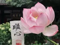 弗洛伊德曾說：“未被表達的情緒永遠不會消失，它們只是被活埋了，有朝一日會以更丑惡的方式爆發(fā)出來。”
 
親愛的朋友，今日愿您順遂快樂，擁有美好，內(nèi)心安寧！配圖