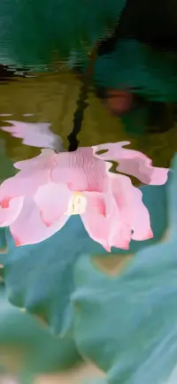安然當(dāng)下享受此刻的快樂與滿足!
 
親愛的朋友，新的一天已然開啟。愿您內(nèi)心常樂，今日安好！