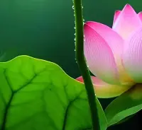 花時(shí)間與親朋好友相處，定期聚會(huì)、聊天、分享生活。關(guān)心他人的需求，提供幫助和支持，同時(shí)也接受他人的關(guān)心和幫助。