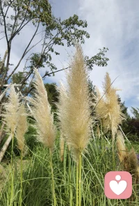 修炼中……人本的日常：目光柔和，嘴角含笑，闭嘴竖耳配图