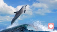 海豚训练法，祝你养成新习惯