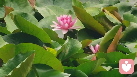 搞搞清楚:喜欢,想要,需要