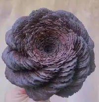 花花蛋糕 生活是甜蜜的配圖