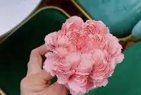 花花蛋糕 生活是甜蜜的配圖