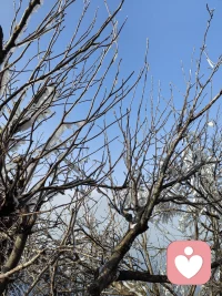 客体关系下的投射性认同，包括依赖性认同；权力型认同；情欲性认同；牺牲性认同。配图