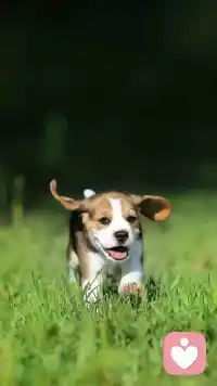 如果一个孩子在幼年时遭受许多压力，恐惧和创伤。那么，他的杏仁核和下丘脑开始变得危险高度戒备，也就是说他的大脑调高了面对危险或压力反应级别。

成年后，他已经把调好应对各种场景的准备，面对压力时，他就会触发到脑中早已设定好的一系列想象。
不难想象，他面对来自外界和内心的危险信号，早以设定了一系列的反应。配图