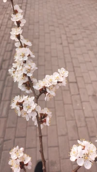 我們今生所有遇到的人和事，前世已注定，我們來世所有遇到的人和事，今生已注定。生命中的一切，我們都無需拒絕，笑著面對，不去埋怨，遇到的人善待，經(jīng)歷的事盡心。一切都是最好的安排，輪回路上，就讓善意盈盈的每一段，寫著努力與光明，寫著平安與喜樂，寫著慈悲與智慧。配圖