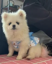 看著什一，好愜意配圖