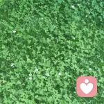 傾聽與陪伴的頭像