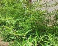老子說清靜無為，讓我們放下。實際上并不是要我們放下事情或放下物質(zhì)，而是要我們放下執(zhí)念。而通常我們是做不到放下執(zhí)念的，因為這些執(zhí)念對我們有很重要的個人意義或個人情感，當我們?nèi)ヌ剿鳌⒖匆姴⒗斫饬诉@個意義后，這個執(zhí)念才有被放下的可能。配圖