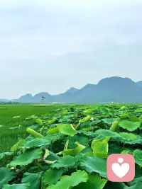 我们总觉得来日方长，什么事情都还有机会，
却忘了这人生其实是在做减法的，
很多远方错过一次就可能再也去不成了，
很多人错过一次，可能这辈子就不会再见了。
所以我们都要珍惜当下所有的美好，身边所值得遇见的人。
我是妮可，在这里等你~