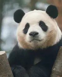 最近是真的好容易累，稍微做點事，就氣喘吁吁的。身體和精神都出現了問題，哈哈哈配圖