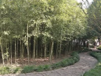 你有什么煩惱，就向這個煩惱挑戰，去接受它，面對它。配圖