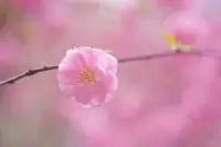 有人說，選擇跟什么樣的人交往，就會(huì)成為什么樣的人。

與心善者交，苦澀的生活也能變甜。心善者，他們的心中充滿了愛和善良，他們的存在就像陽光一樣，能夠照亮我們的生活。當(dāng)我們與這樣的人交往時(shí)，我們會(huì)被他們的善良所感染，我們的心中也會(huì)充滿愛和善良。即使生活中遇到了困難和挫折，我們也會(huì)選擇以善良和愛心去面對，而不是抱怨和痛苦。因此，與心善者交，我們的生活就會(huì)變得甜蜜和美好。配圖