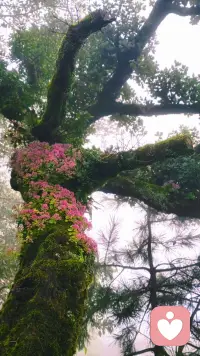 生命总是美丽的

不是苦恼太多
而是我们的胸怀不够开阔 
不是幸福太少
而是我们还不懂得生活 
忧愁时，就写一首诗
快乐时，就唱一支歌 
无论天上掉下来的是什么
生命总是美丽的

不是夜晚太长
而是灯火不够明亮 
不是星辰太少
而是还习惯低头匆忙 
忧愁时就望一望月亮
快乐时就打开一扇窗 
无论清风吹进来的是什么
日子总是明亮的