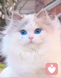 人要学着像小猫一样生活：
慵懒，惬意，昂首挺胸，硬气，高傲中透露着一点小倔强，好像赢了一样。
猫咪的生活哲理很值得我们借鉴，学习它的节奏和步调，从来不会被任何人打乱了阵脚。