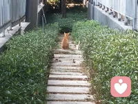 猫妈妈带着小猫晒太阳，这就是母爱吧，不分物种配图