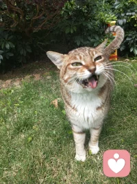 老猫了，虽然不是我养的配图