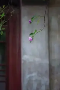 我们都是刚刚拿到生活的入场券
原谅大家都是初来乍到
难免第一次做自己
都会手忙脚乱
