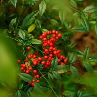 艾瑞克 ·佛洛姆說(shuō): 愛(ài)情與成熟度無(wú)關(guān)。如果不努力發(fā)展自己的全部人格，那么每種愛(ài)的努力都會(huì)失敗；如果沒(méi)有愛(ài)他人的能力，如果不能真正謙恭地、勇敢地、真誠(chéng)地和有紀(jì)律地愛(ài)他人，那么人們，在自己的愛(ài)情生活中也永遠(yuǎn)得不到滿足。配圖