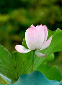 聞一多對高孝真說：今天早晨起來拔了半天草，心里想到等你回來看著高興，荷花也放了苞，大概也要等你回來開，一切都是為你。配圖