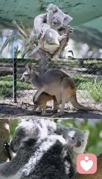 熱愛地理這個學科！！！地理課本的接觸開始，對澳洲有情有獨鐘的愛，成年后獨立了什么時候和朋友一起去配圖