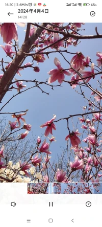 撫琴奏憂(yōu)傷，曲意寄相思，相見(jiàn)曾幾何，轉(zhuǎn)眼已半百，念故人兩行淚，年年望月月圓缺，日日牽繞萬(wàn)縷絲，只等來(lái)生續(xù)前緣……配圖